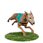 娛樂城穩定出金娛樂城白金賽狗 娛樂城穩定出金娛樂城白金賽狗